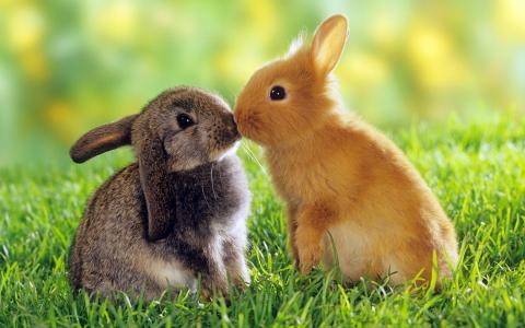 亲吻，兔子