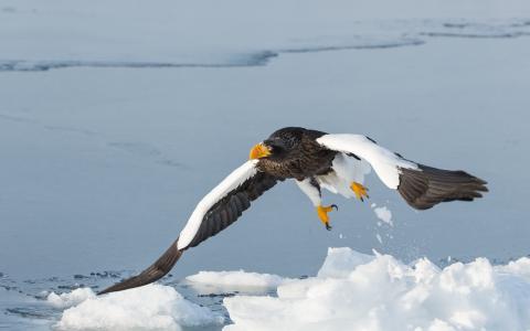 Steller的海鹰，鸟，捕食者，飞行，翅膀