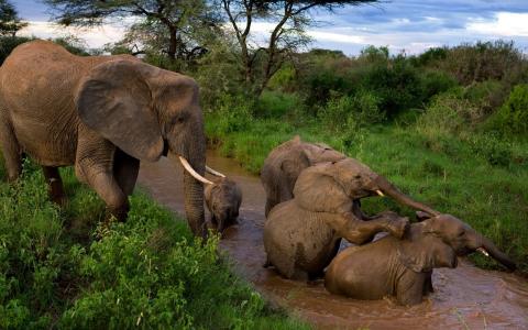 家庭，大象，浇水，河流