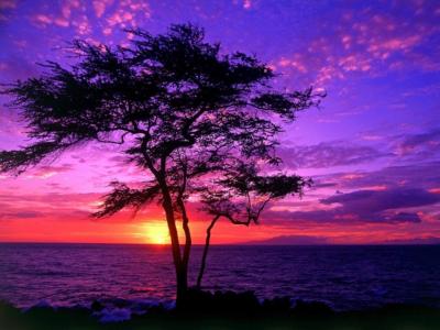 海，日落，孤独，树