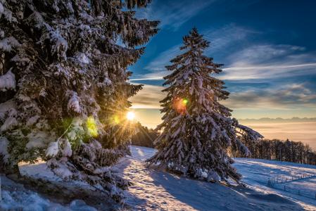 grenchenberg，雪，森林，冬天，瑞士