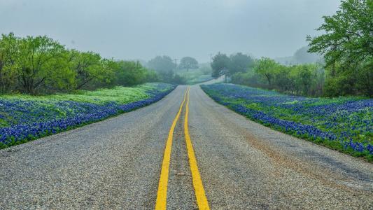 德克萨斯州山，路，树，雾，景观