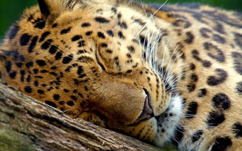 豹，睡觉，壁纸