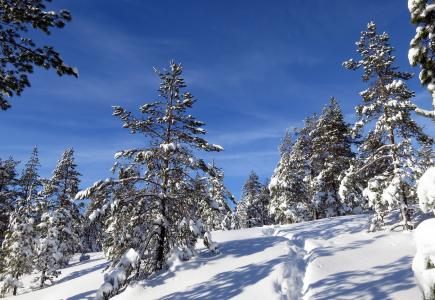 冬天，树木，snowdrifts，景观