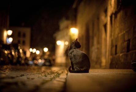 街道，黑色，晚上，城市，猫，猫