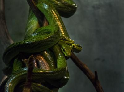蛇，三重奏，绿色