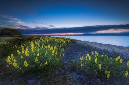 新西兰陶波湖，新西兰陶波湖，花卉，羽扇豆，景观，湖泊