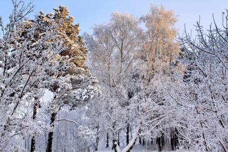 冬天，树木，雪，自然
