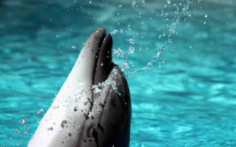 喷，水，好海豚