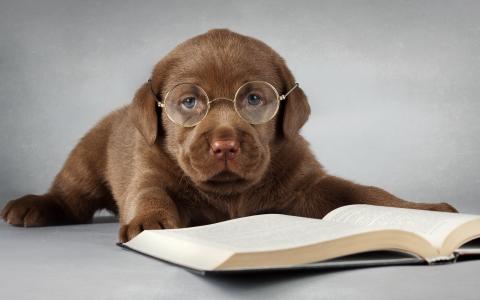 狗，朋友，眼镜，书，拉布拉多