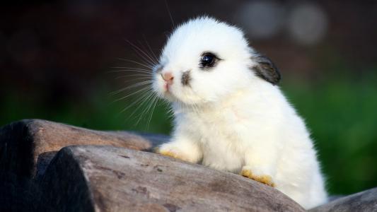 兔子，白色，宝宝，兔子，耳朵