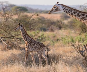 长颈鹿，夫妇，年轻，蹒跚，萨凡纳，非洲