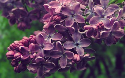 盛开的紫丁香