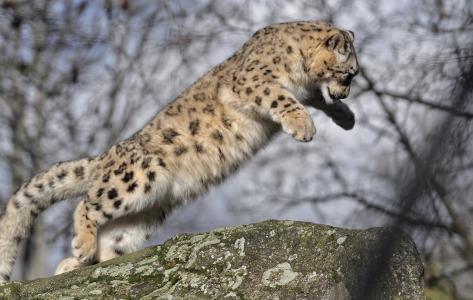 雪豹，豹，雪豹，野猫，幼崽，跳跃