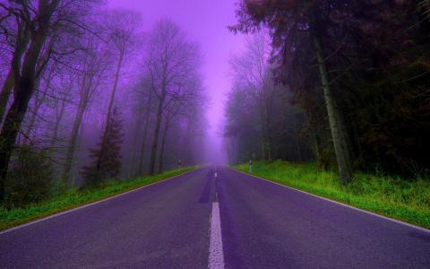 路，雾，丁香晚上，美丽，森林，树木