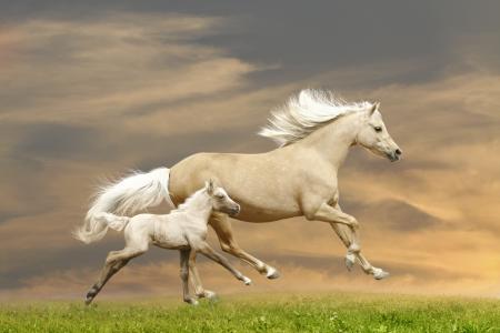马，草，跑步，奔跑，骑马