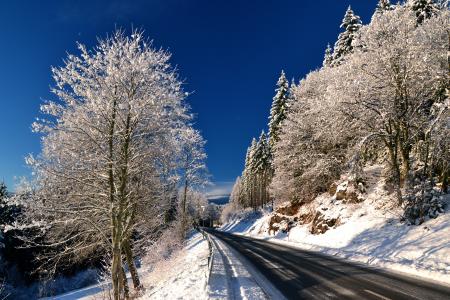冬天，树木，道路，景观