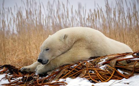 白熊，睡着了，干草，雪