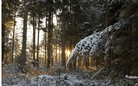 森林，冬天，雪，针，树枝，树，日落，光，射线