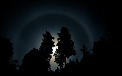 夜，森林，月亮，光