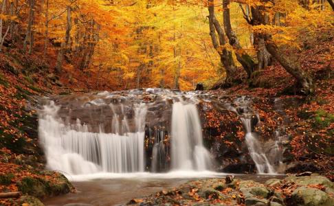 性质，叶子，森林，树木，黄色，秋季，秋季，瀑布
