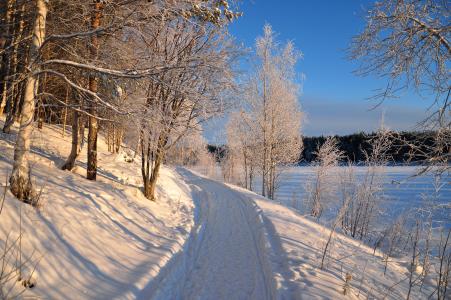 冬天，树木，道路，景观
