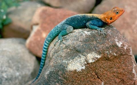 蓝色蜥蜴，橙色头