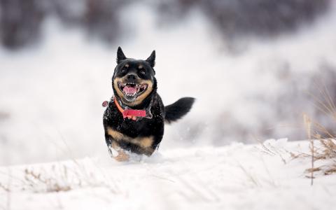 狗，狗，跑步，下巴，雪，冬天