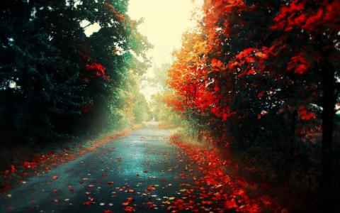 叶子，光，秋天，道路，树木
