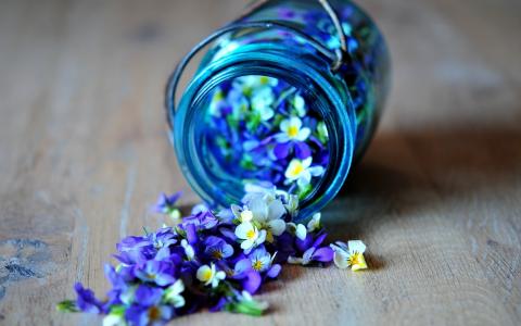 鲜花，花瓣，蓝色，蓝色，罐子