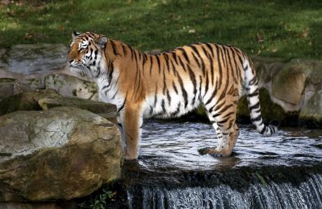 阿穆尔虎，老虎，野猫，捕食者，条纹，瀑布，动物园