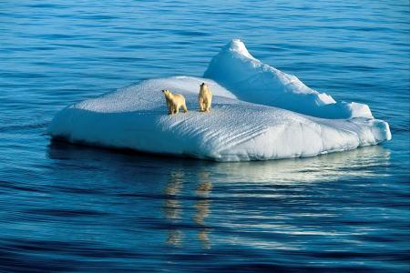 浮冰，北极，北极熊，海洋
