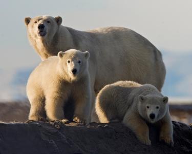 北极熊，熊，小熊