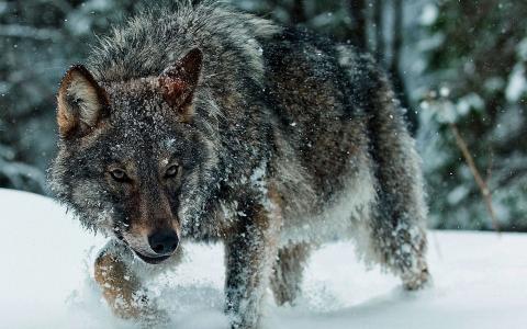狼，雪，野兽，冬天