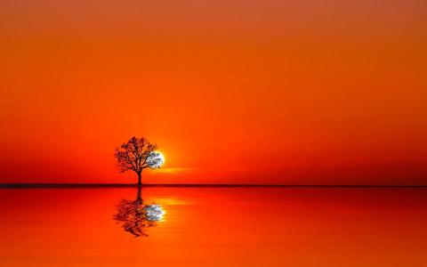 日落，孤独，树，反射，在，水