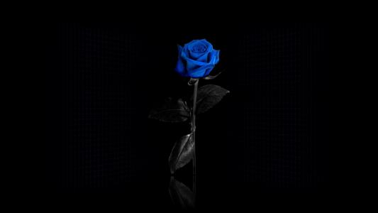 蓝色玫瑰，黑色的背景