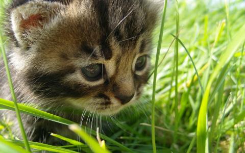 小猫在草地上，脸上