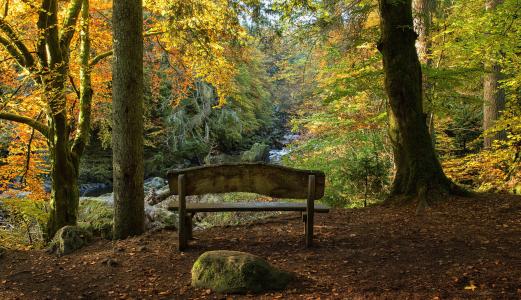 苏格兰，佩斯郡，冬宫，秋季，Dunkeld，秋季，森林，树木，长凳，景观