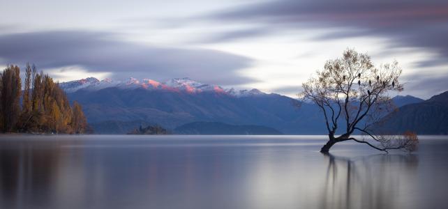 孤立的树，瓦纳卡湖，新西兰，瓦纳卡湖，新西兰，湖，水面，树，山，全景