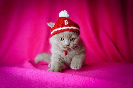 小猫，帽子，粉红色的背景