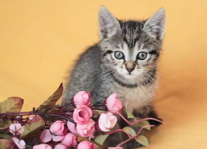 小猫，宝贝，鲜花