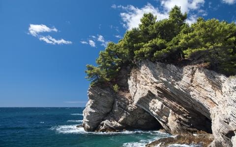 松树，岩石，海