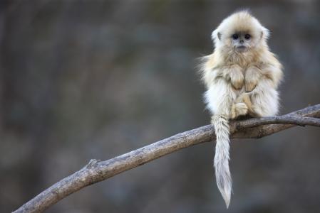snub-nosed猴子，中国，西里尔ruoso