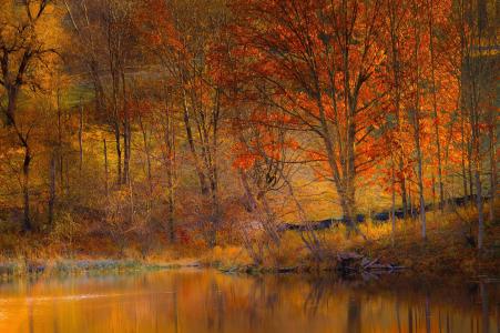 秋天，湖泊，树木，斜坡