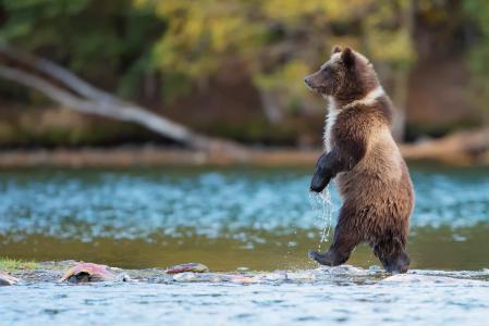 熊，灰熊，捕食者，去，河，水，鱼，性质，动物