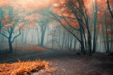 森林，橙色，雾，秋天，叶子