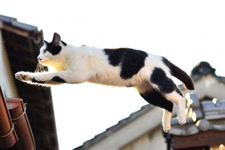 猫，跳，屋顶