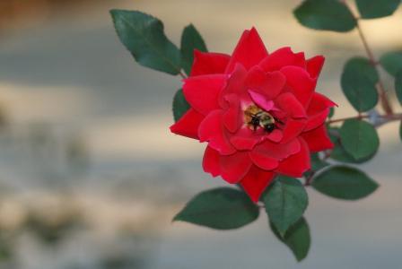 玫瑰，大黄蜂