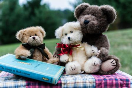 玩具，泰迪熊，书，熊