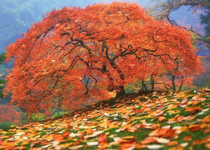 性质，秋季，树，叶子，日本枫树